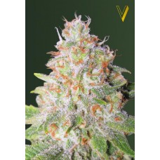 Семена конопли Auto Green Wild Shark (Auto Great White Shark) Автофеминизированные Victory seeds